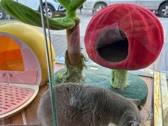 -糯米喵星人总部直营旗舰店·猫舍·幼猫出售