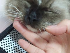 -灵美宠物诊所