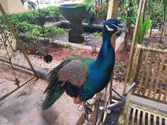 -西双版纳融创皇冠假日度假酒店