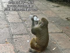 -黔灵山公园