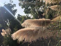 -田园东方蜜桃村的田野营地