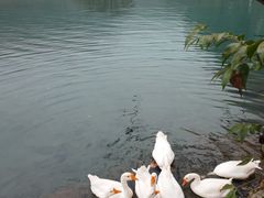-靖西鹅泉风景区