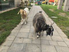 -廊坊固安福朋喜来登酒店