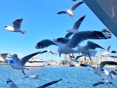 -黄金海岸