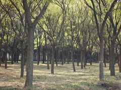 -绿堤公园