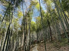 -上海佘山国家森林公园天马山园