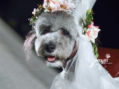 -超宠爱宠物摄影-Super pet