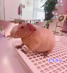 -Moni星球萌宠·小马宝莉·灵蛇·高端高阶全萌宠互动体验俱乐部(红豆国际广场店)
