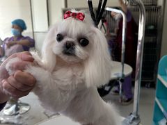 -北京观赏动物医院·24小时大型综合·猫专科·异宠专科