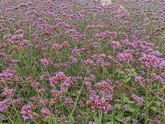 -紫颐香薰山谷景区