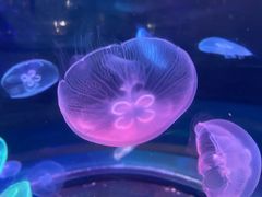 -泉城欧乐堡海洋极地世界