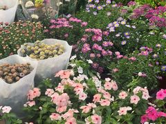 -双季花艺园艺市场(浦东店)