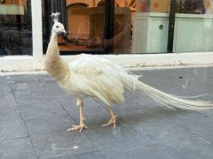 -J Create城市露营咖啡·简餐·宠物(上海动物园店)