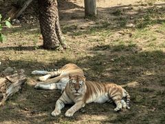 -西霞口神雕山野生动物世界