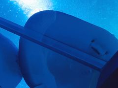-珠海长隆海洋王国