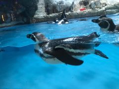 -帝企鹅自助餐厅•儿童岛•真企鹅(长隆企鹅酒店)