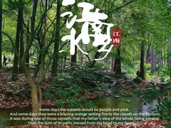 -上海共青森林公园