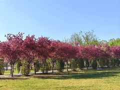 -石家庄市植物园