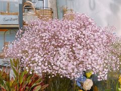 -ChaKo Flora ·茶子花艺 (市北店)