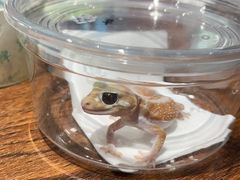 -酷以爬仙阁实体爬宠店·守宫·蜥蜴·专业繁育