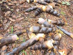 -铁山坪森林公园