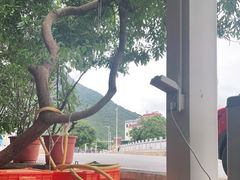 -杨梅坑