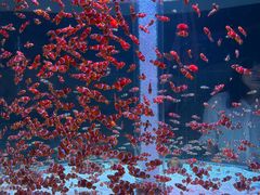 -海合安成都极地海洋公园