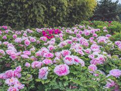 -洛阳市隋唐城遗址植物园
