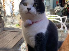 -喵屿·大理花园猫咖