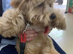 -瑞派动物医院·猫专科·至诚(江南中分院)