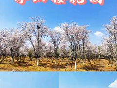 -天王浮山樱花园