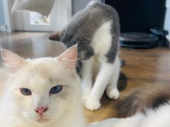 -东方名猫馆·英短金渐层布偶猫舍(环线广场1号楼店)