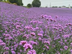 -紫颐香薰山谷景区