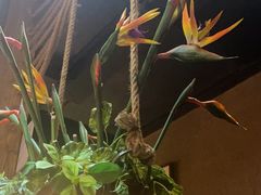 -云海肴·汽锅鸡·云南菜(天津国金汇店)