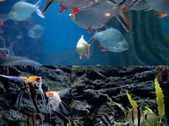 -上海海洋水族馆