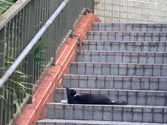 -九龙公园