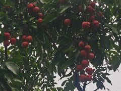 -东莞市大岭山森林公园
