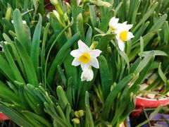 -双季花艺园艺市场(浦东店)