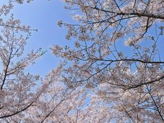 -顾村公园