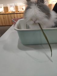 -Moni星球萌宠·小马宝莉·灵蛇·高端高阶全萌宠互动体验俱乐部(红豆国际广场店)