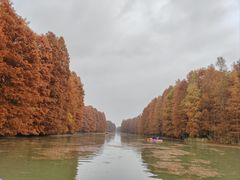 -上海海湾国家森林公园