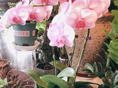 -静岸花卉园艺(三星坊店)