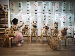 -柴迷FANS CLUB·柴犬狗咖·猫咖