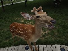 -北京鹿世界主题园