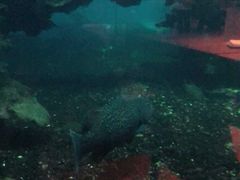 -海棠湾洲际-涛·海底餐厅·美人鱼·自助餐·海底隧道