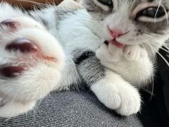-lincat·猫舍(广州店)