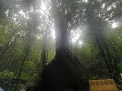 -莫里热带雨林景区
