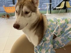 -怪兽屋·羊驼·猫咖·狗咖(俊华广场店)