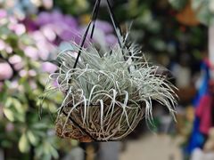 -双季花艺园艺市场(浦东店)