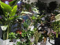 -怡花宜木鲜花店(朝阳路店)